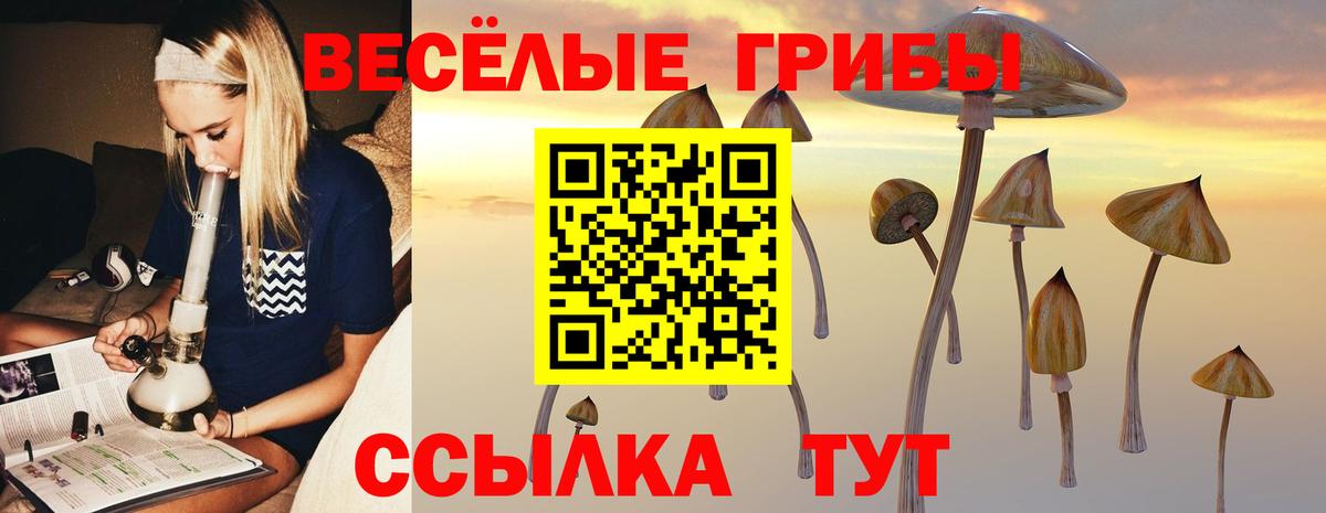 Галлюциногенные грибы Psilocybine cubensis Омск